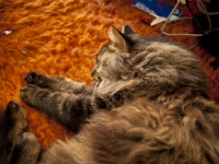 Hermes floor-night mode P2041728